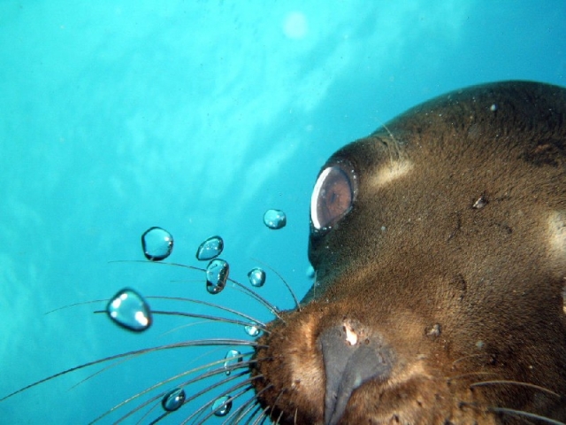 buceo con lobos marinos